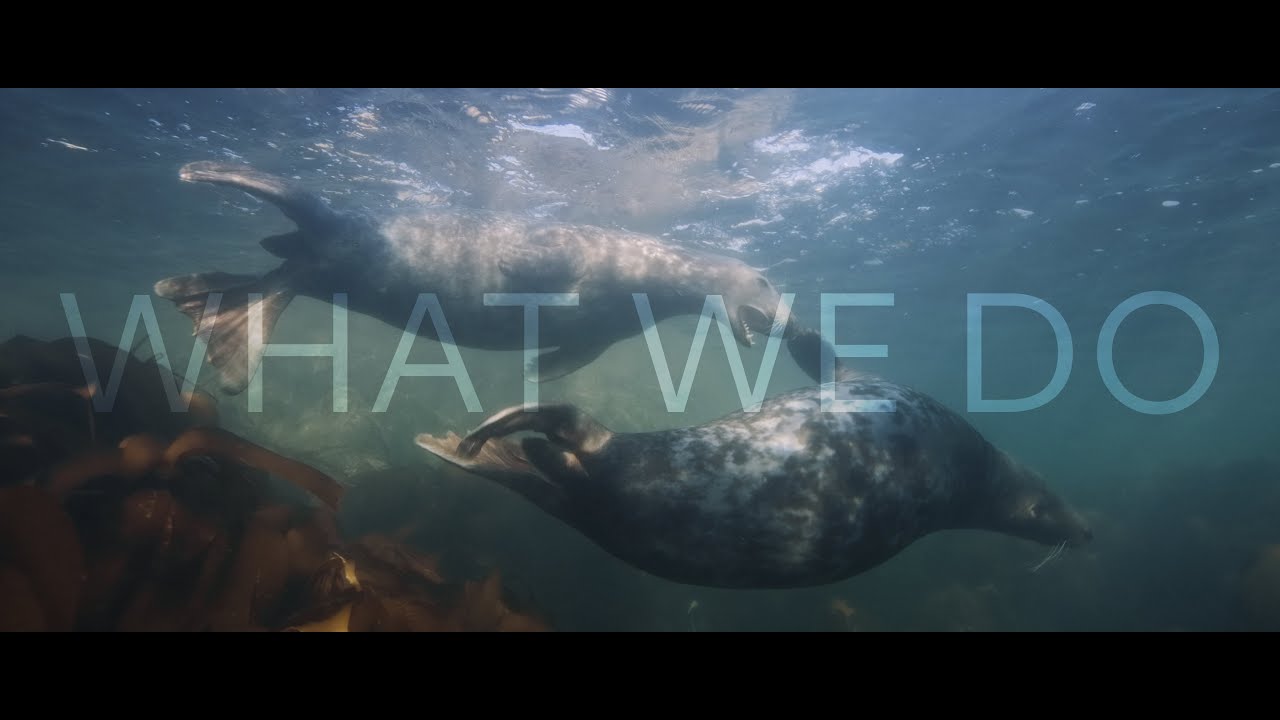 WHAT WE DO